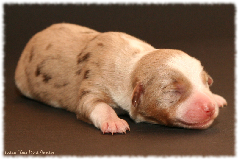 Hazle - Red Merle Mini Aussie Welpe