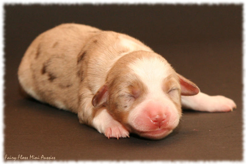 Hazle - Red Merle Mini Aussie Welpe