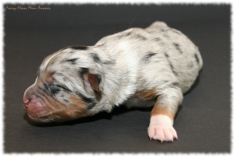 Lala - Blue Merle Mini Aussie Welpe