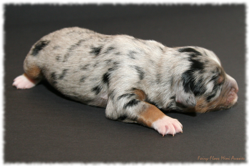 Lala - Blue Merle Mini Aussie Welpe