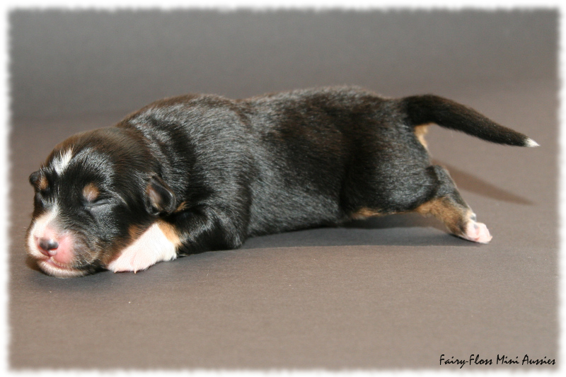 Peanut - Black Tri Mini Aussie Welpe