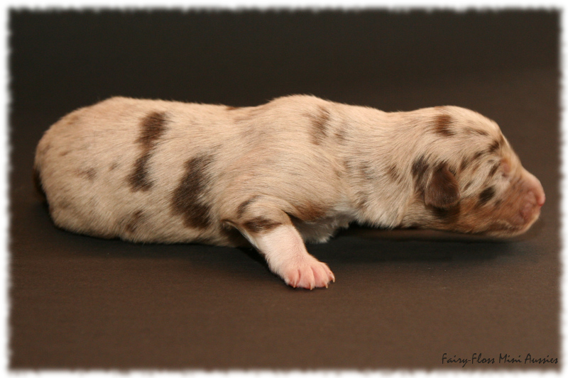 Pearl - Red Merle Mini Aussie Welpe