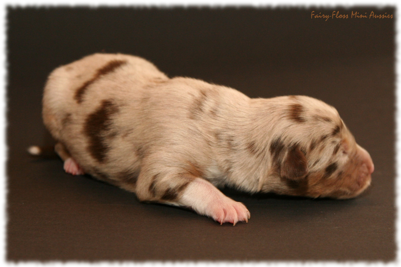 Pearl - Red Merle Mini Aussie Welpe