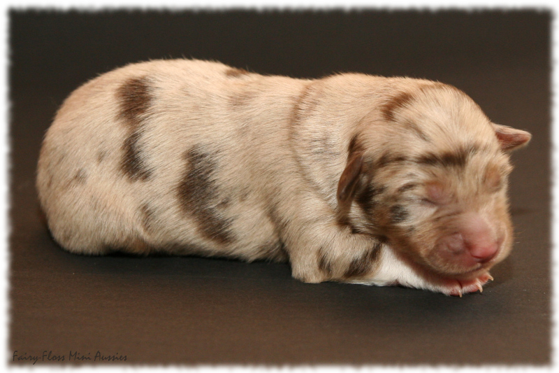 Pearl - Red Merle Mini Aussie Welpe