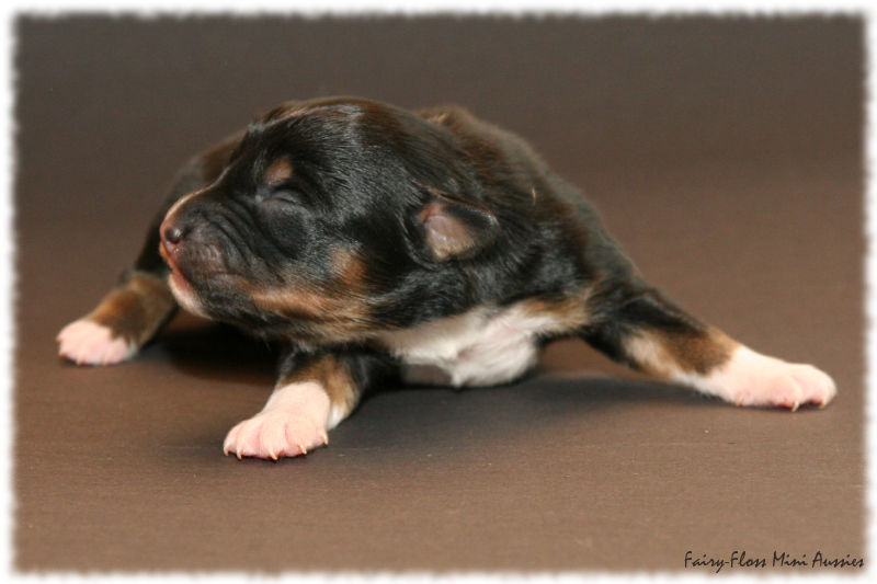 Precious - Black Tri Mini Aussie Welpe