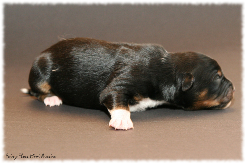 Precious - Black Tri Mini Aussie Welpe