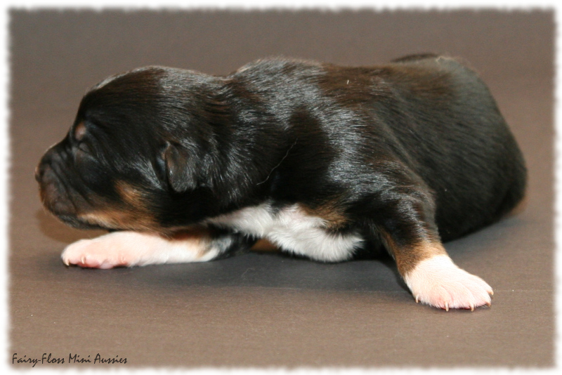 Precious - Black Tri Mini Aussie Welpe