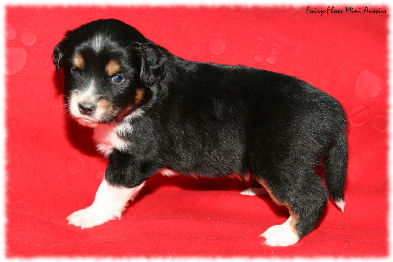 Mini Aussie Welpe