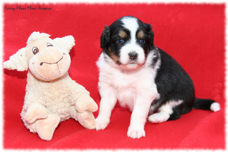 Mini Aussie Welpe