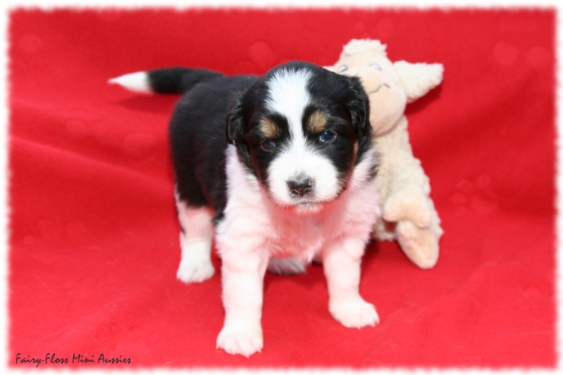 Mini Aussie Welpe