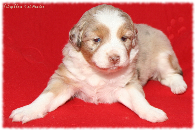 Mini Aussie Welpe