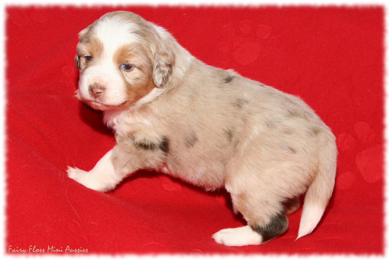 Mini Aussie Welpe