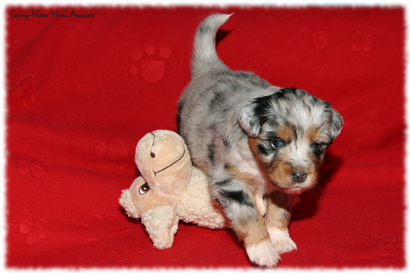 Lala - Blue Merle Mini Aussie Welpe