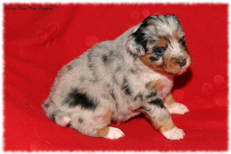 Lala - Blue Merle Mini Aussie Welpe