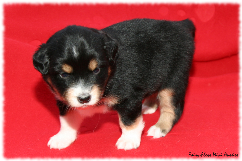 Mini Aussie Welpe