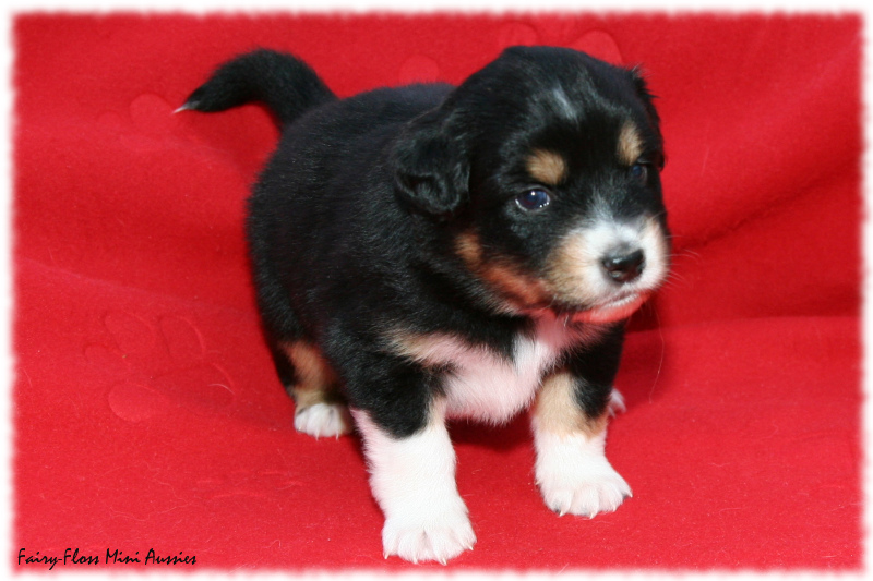 Mini Aussie Welpe