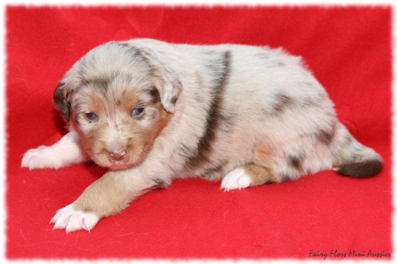 Mini Aussie Welpe