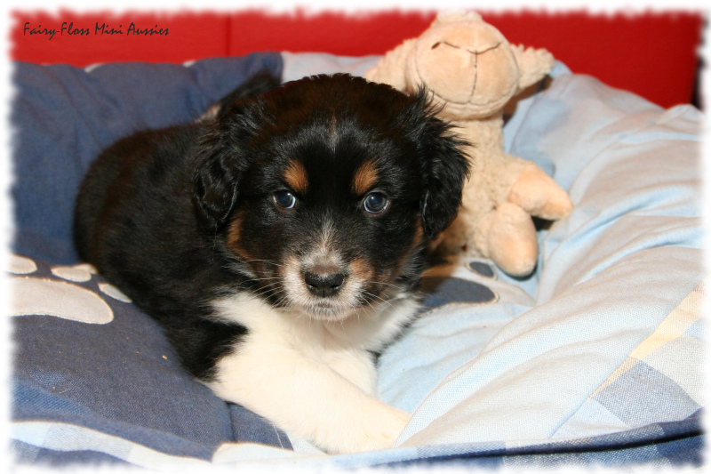 Mini Aussie Welpe