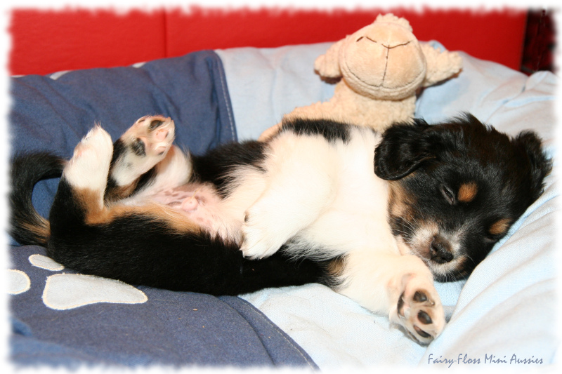 Mini Aussie Welpe