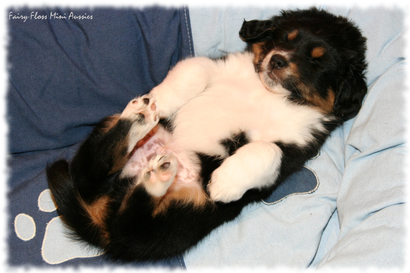 Mini Aussie Welpe