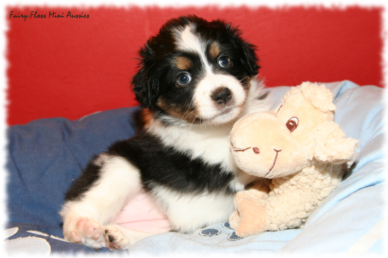 Mini Aussie Welpe