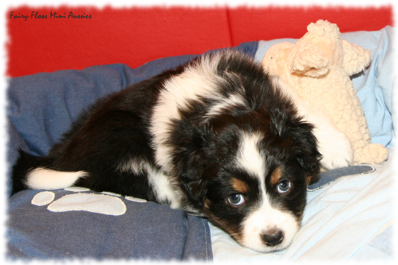 Mini Aussie Welpe