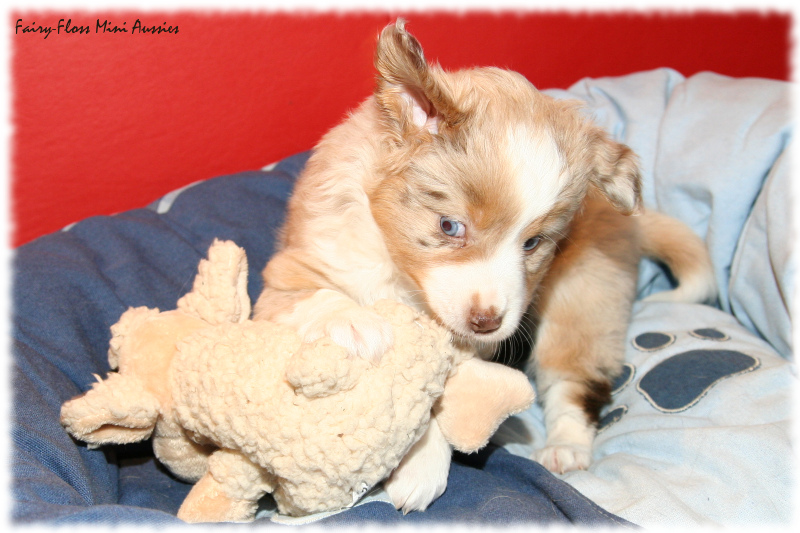 Mini Aussie Welpe