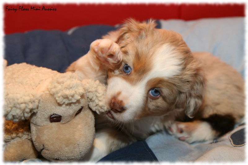 Mini Aussie Welpe