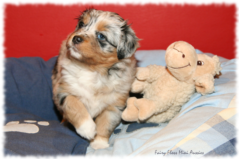 Lala - Blue Merle Mini Aussie Welpe