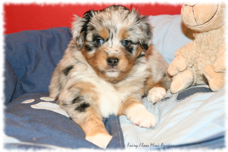 Lala - Blue Merle Mini Aussie Welpe