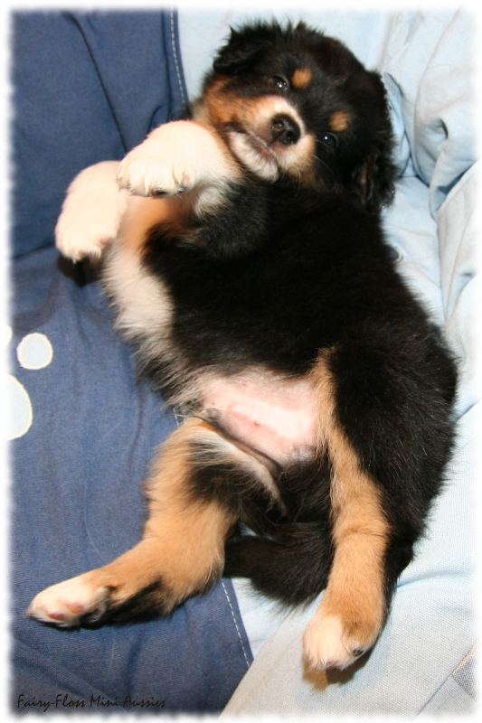 Mini Aussie Welpe