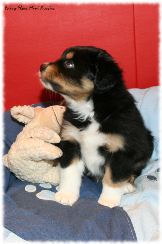 Mini Aussie Welpe