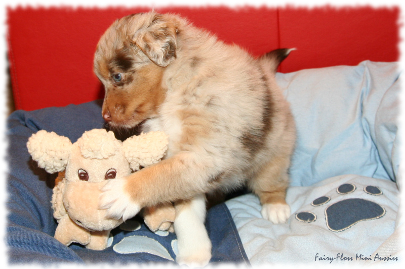 Mini Aussie Welpe