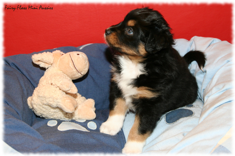 Mini Aussie Welpe