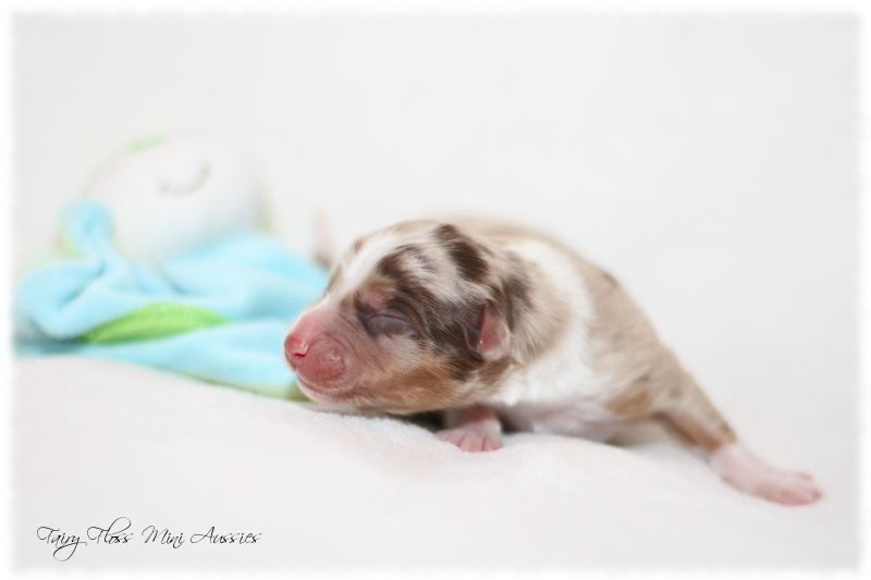 Mini Aussie Welpen - Mini Aussie Züchter - Gesunde Mini Aussies