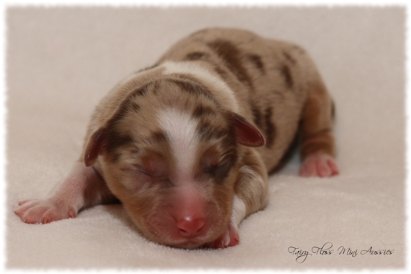 Mini Aussie Welpen - Mini Aussie Züchter - Gesunde Mini Aussies