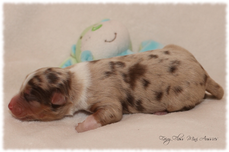 Mini Aussie Welpen - Mini Aussie Züchter - Gesunde Mini Aussies