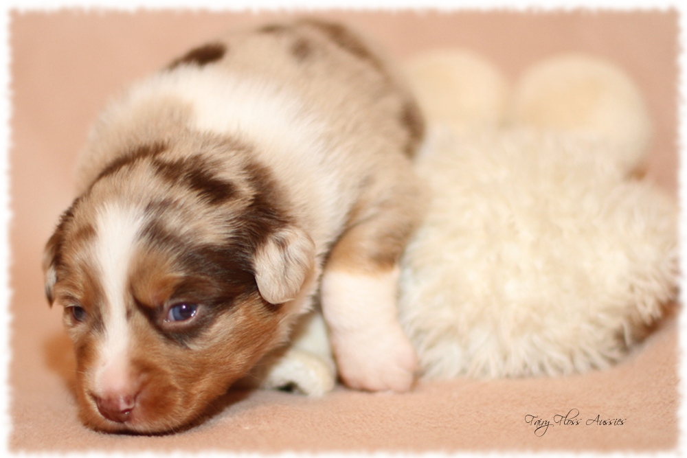 Mini Aussie Welpen - Mini Aussie Züchter - Gesunde Mini Aussies