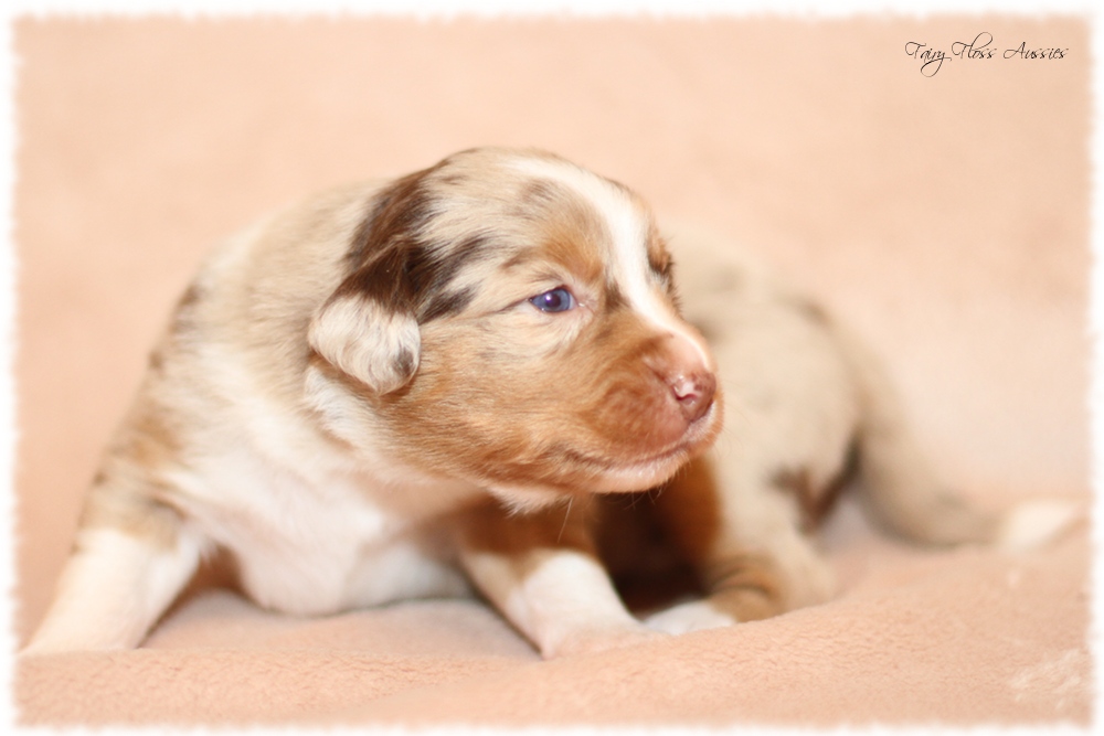 Mini Aussie Welpen - Mini Aussie Züchter - Gesunde Mini Aussies