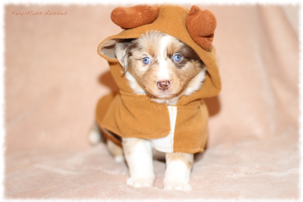 Mini Aussie Welpen - Mini Aussie Züchter - Gesunde Mini Aussies