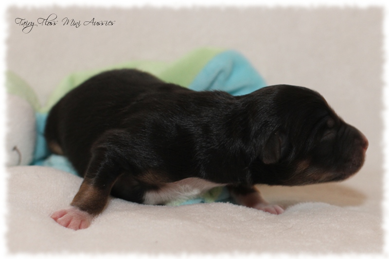 Mini Aussie Welpen - Mini Aussie Züchter - Gesunde Mini Aussies