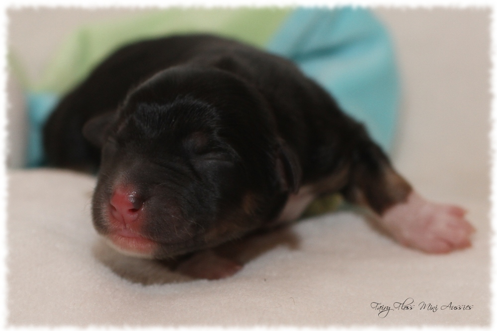 Mini Aussie Welpen - Mini Aussie Züchter - Gesunde Mini Aussies