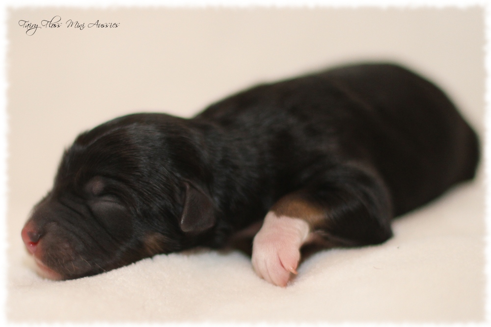 Mini Aussie Welpen - Mini Aussie Züchter - Gesunde Mini Aussies