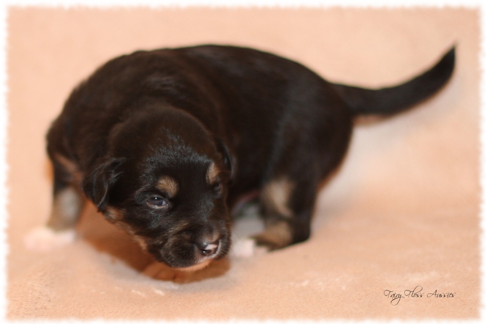 Mini Aussie Welpen - Mini Aussie Züchter - Gesunde Mini Aussies