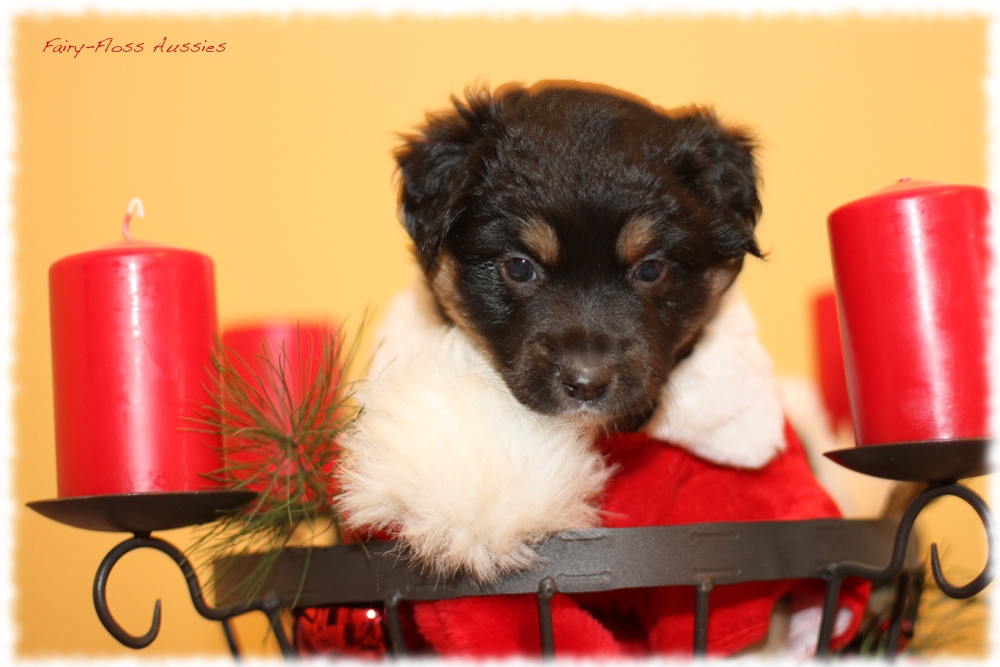 Mini Aussie Welpen - Mini Aussie Züchter - Gesunde Mini Aussies