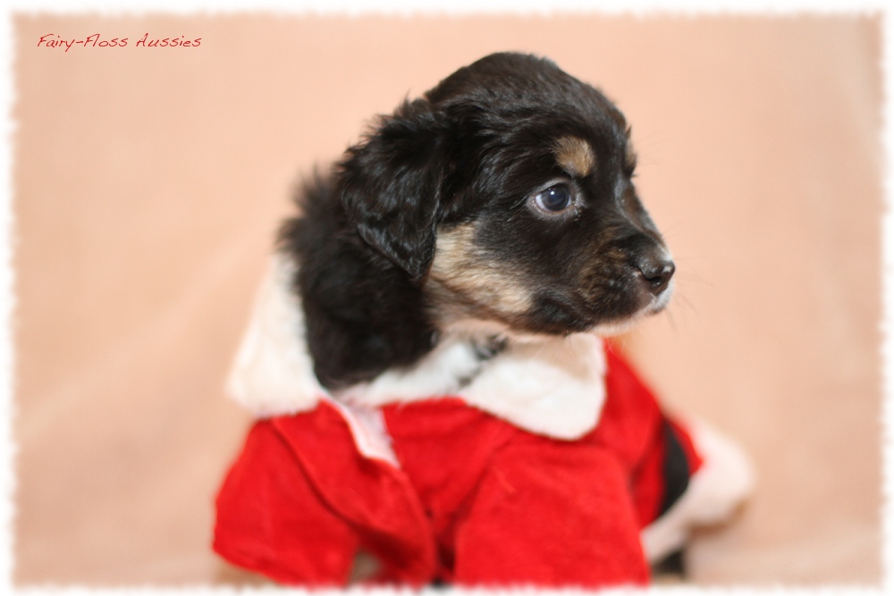 Mini Aussie Welpen - Mini Aussie Züchter - Gesunde Mini Aussies