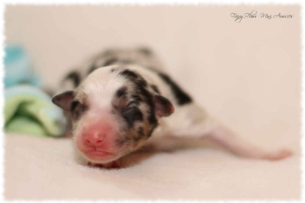 Mini Aussie Welpen - Mini Aussie Züchter - Gesunde Mini Aussies