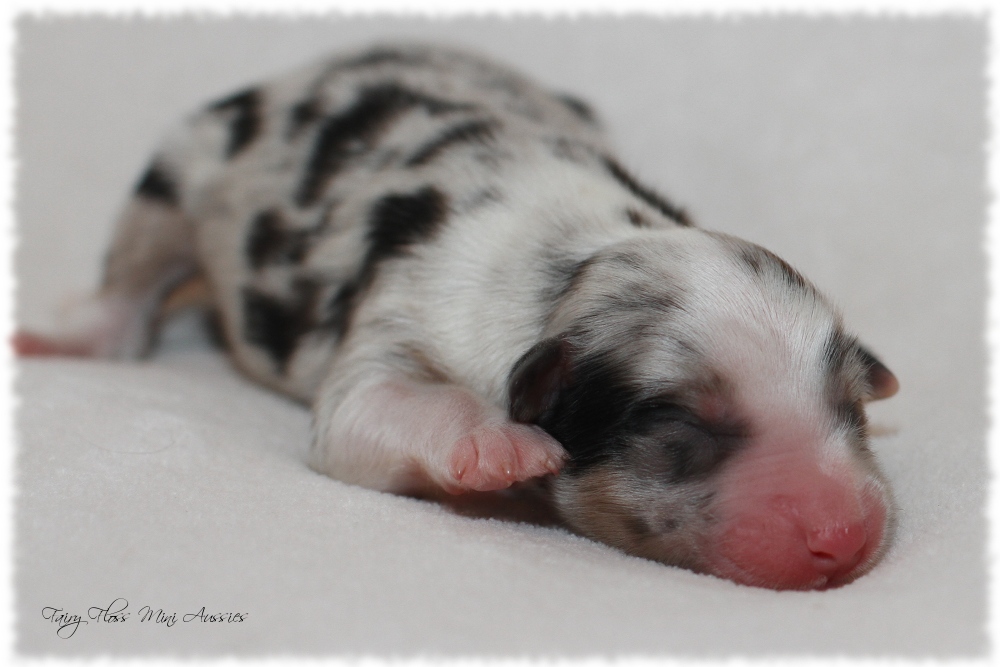 Mini Aussie Welpen - Mini Aussie Züchter - Gesunde Mini Aussies