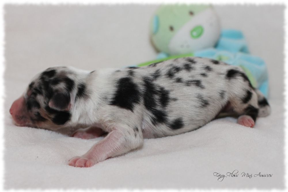 Mini Aussie Welpen - Mini Aussie Züchter - Gesunde Mini Aussies