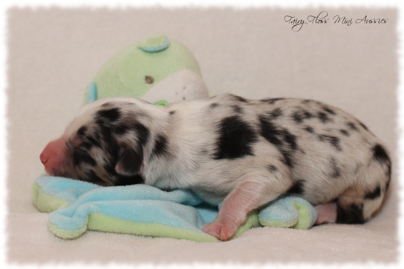 Mini Aussie Welpen - Mini Aussie Züchter - Gesunde Mini Aussies